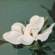 W26 – „Magnolienblüte“ 30×24 I Öl auf Leinwand (1998)
