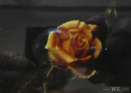 W29 – „Rose“ 29×24 I Öl auf Leinwand (2001)