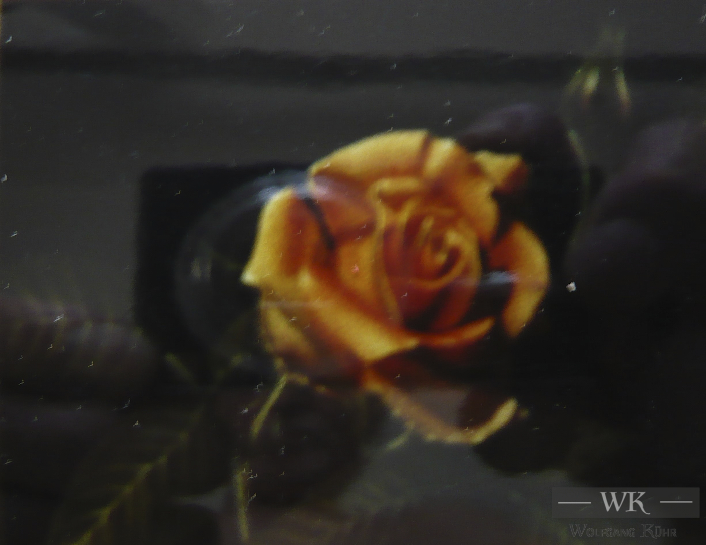 W29 – „Rose“ 29×24 I Öl auf Leinwand (2001)